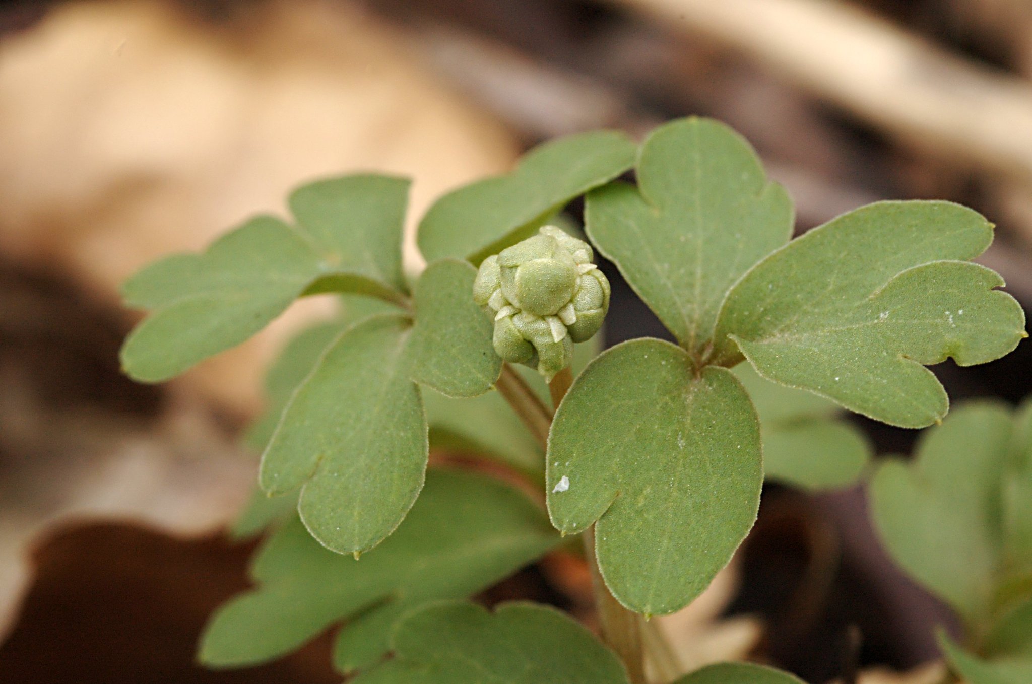 Adoxa