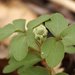 Moschatel - Photo (c) AnneTanne, some rights reserved (CC BY-NC-SA)