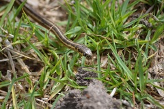 Thamnophis scaliger