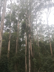 Eucalyptus propinqua