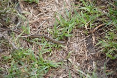 Thamnophis scaliger