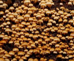 Xeromphalina leonina