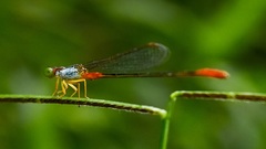 Ceriagrion cerinorubellum