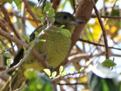 Telophorus olivaceus