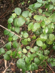 Backhousia myrtifolia