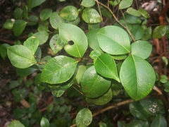 Backhousia myrtifolia