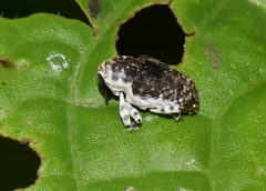 Peridinetus ecuadoricus