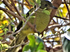 Telophorus olivaceus