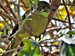 Telophorus olivaceus