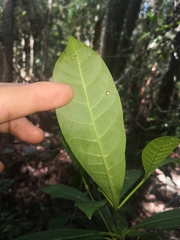 Tabernaemontana pandacaqui
