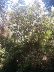 Quintinia verdonii