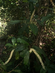 Quintinia verdonii