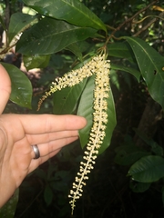 Quintinia verdonii