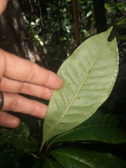 Quintinia verdonii