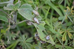 Macrodactylus mexicanus