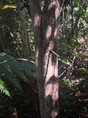 Quintinia verdonii