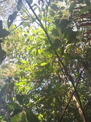 Quintinia verdonii