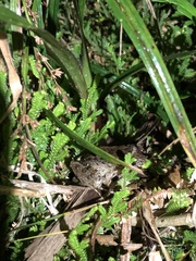 Leptodactylus wagneri
