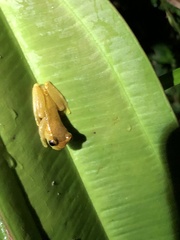 Dendropsophus bifurcus