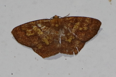 Periclina merana