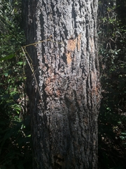 Eucalyptus cloeziana