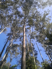 Eucalyptus cloeziana