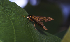 Gnathothlibus heliodes