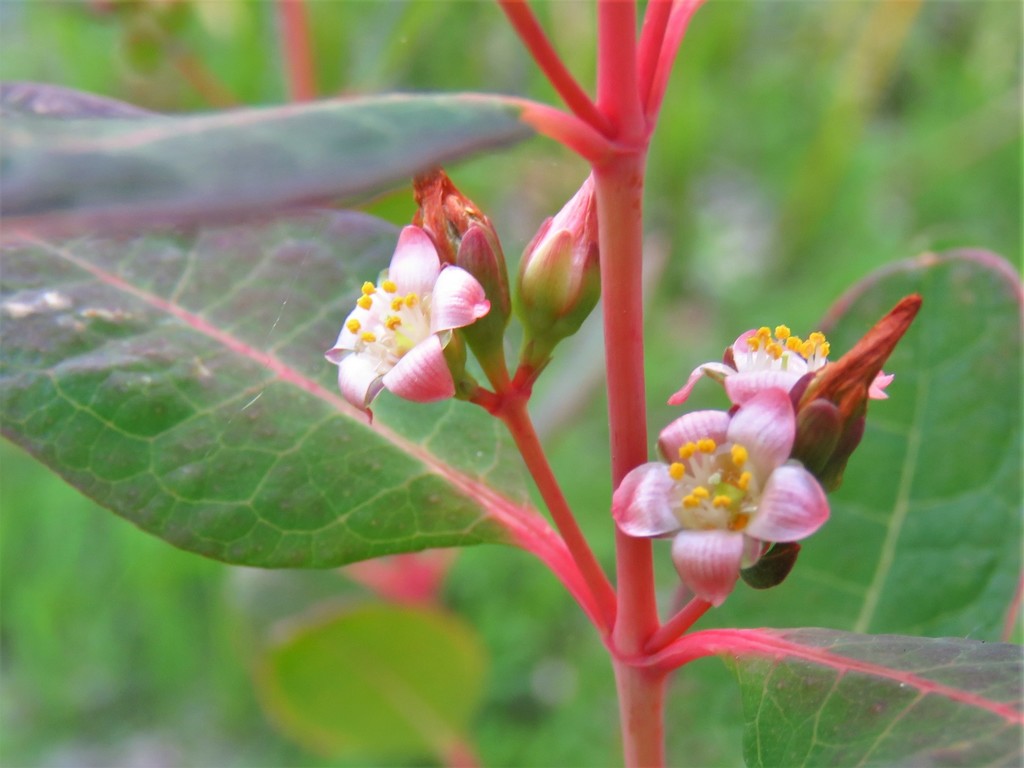 Greater marsh St. Johnswort (Hypericum walteri)