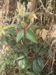 Neolitsea dealbata