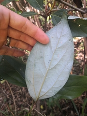 Neolitsea dealbata