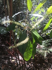 Quintinia verdonii