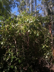 Quintinia verdonii