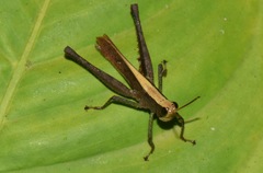 Maculiparia rotundata