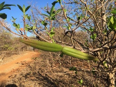 Strophanthus boivinii image