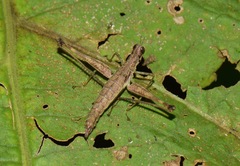 Paramastax annulipes