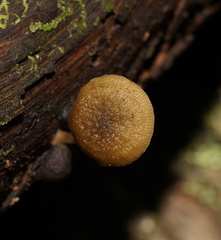 Simocybe phlebophora
