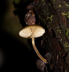 Simocybe phlebophora