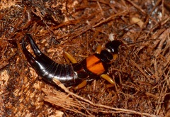 Carcinophora americana