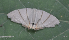 Orudiza protheclaria