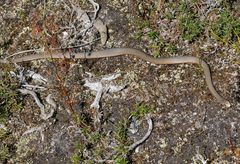 Drysdalia coronoides