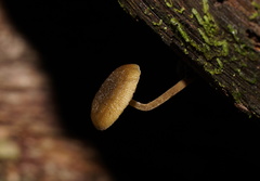 Simocybe phlebophora