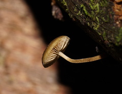Simocybe phlebophora