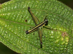 Paramastax annulipes