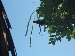 Poicephalus cryptoxanthus