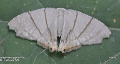 Orudiza protheclaria