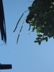 Poicephalus cryptoxanthus