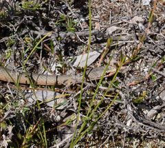 Drysdalia coronoides