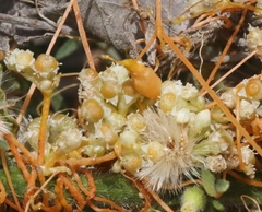 Smicronyx sculpticollis