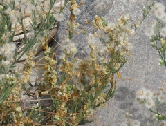 Smicronyx sculpticollis