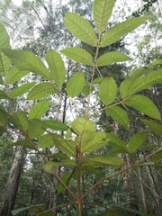 Ackama paniculosa